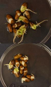 Treated Bean Seeds