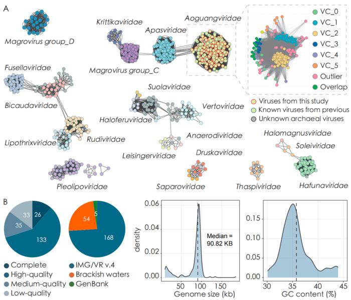 Global distribution, genomic diversity and ecological activity of Aoguangviridae