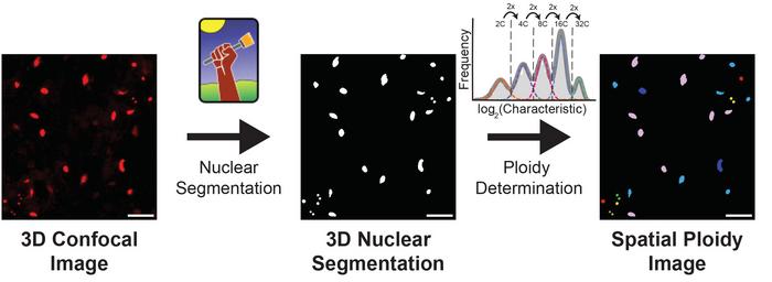 The iSPy pipeline at a glance to quantify nuclear ploidy