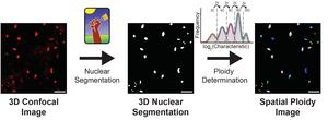 The iSPy pipeline at a glance to quantify nuclear ploidy