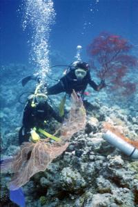 Coral Records Show Ocean Thermocline Rise with Global Warming (3 of 3)