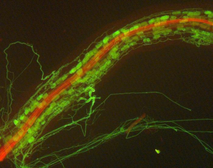 Mycorrhizal root