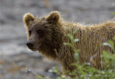 <i>Ursus arctos</i>