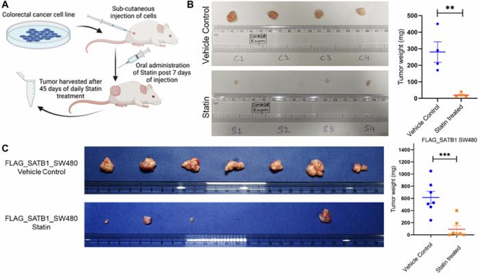 Statins exhibit anti-tumor potential by modulating Wnt/β-catenin signaling in colorectal cancer