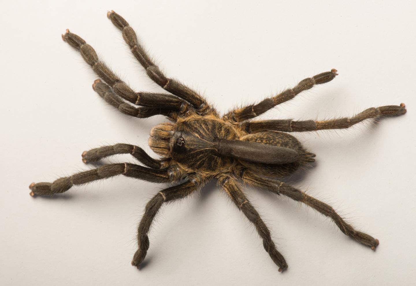 Individual (<i>Ceratogyrus attonitifer</i>) Showing the Peculiar Protuberance