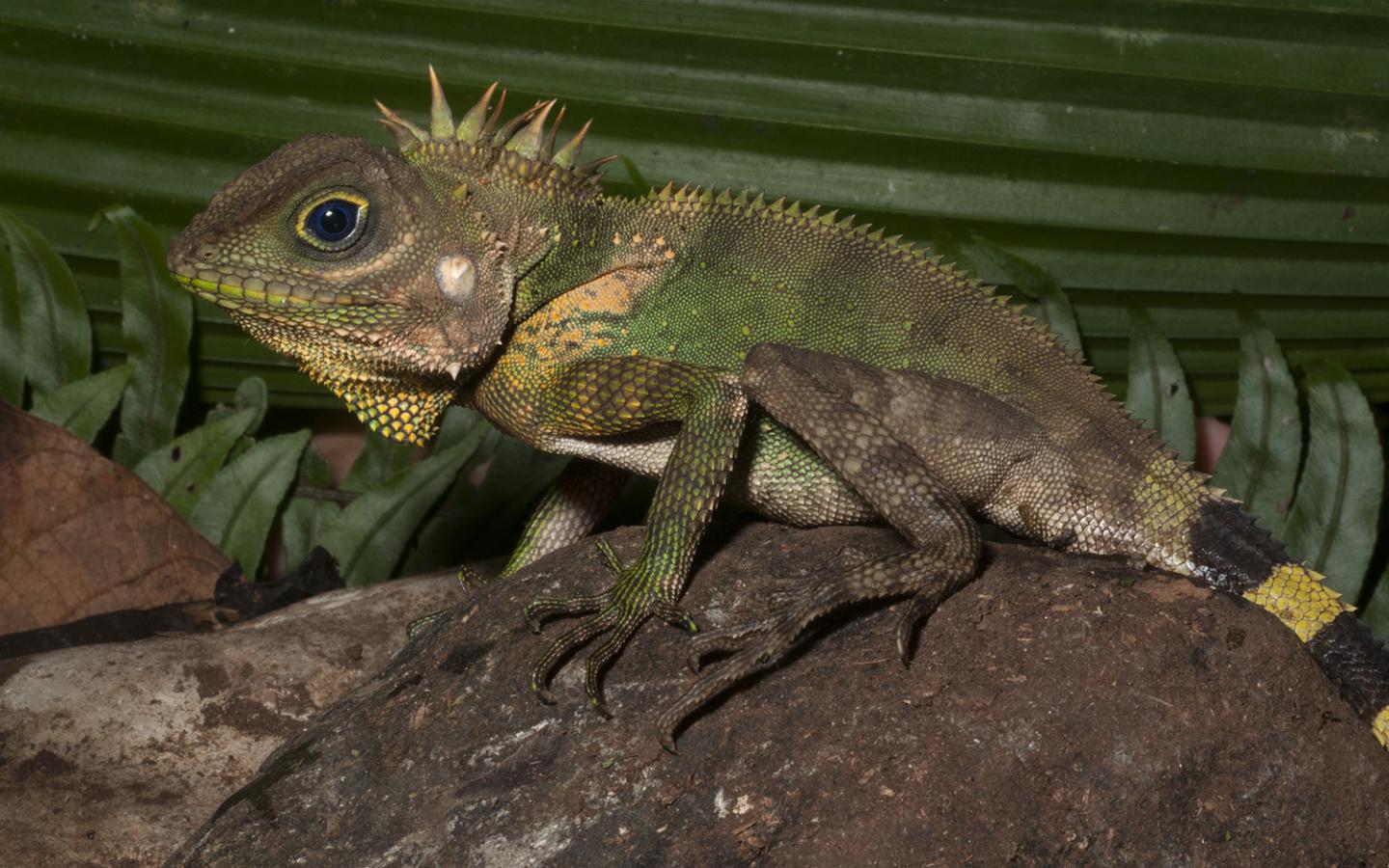 <i>Gonocephalus cf interruptus</i>
