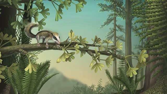 Image Reconstruction of Fossils from CT Scans