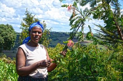 Agroforestry