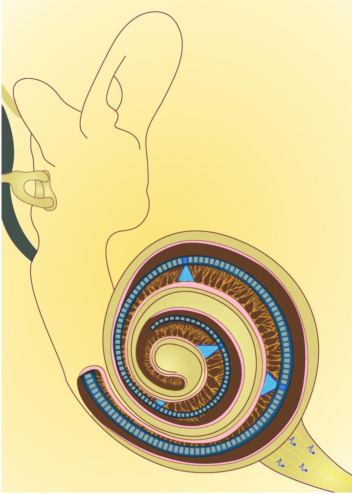 Restoring Hearing with Light Signals (3 of 4)