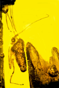 Eograminis balticus with insect