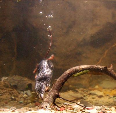 The Lifestyles of the Fish and Famous -- on Extra Oxygen (6 of 14)