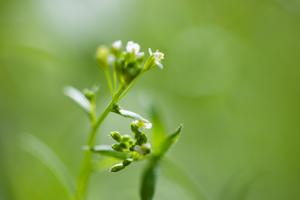 Flowering
