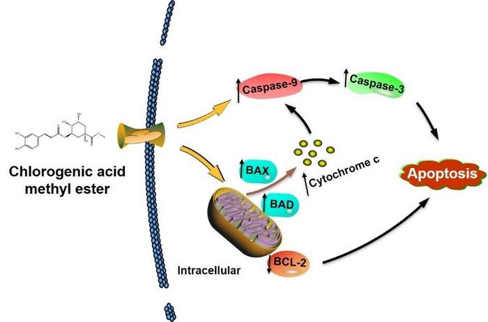 The overall mechanism for the induction of apoptosis in PANC-1 cells by stevia leaf extract fermented with Lactobacillus plantarum SN13T strain