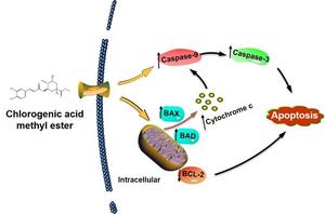 The overall mechanism for the induction of apoptosis in PANC-1 cells by stevia leaf extract fermented with Lactobacillus plantarum SN13T strain