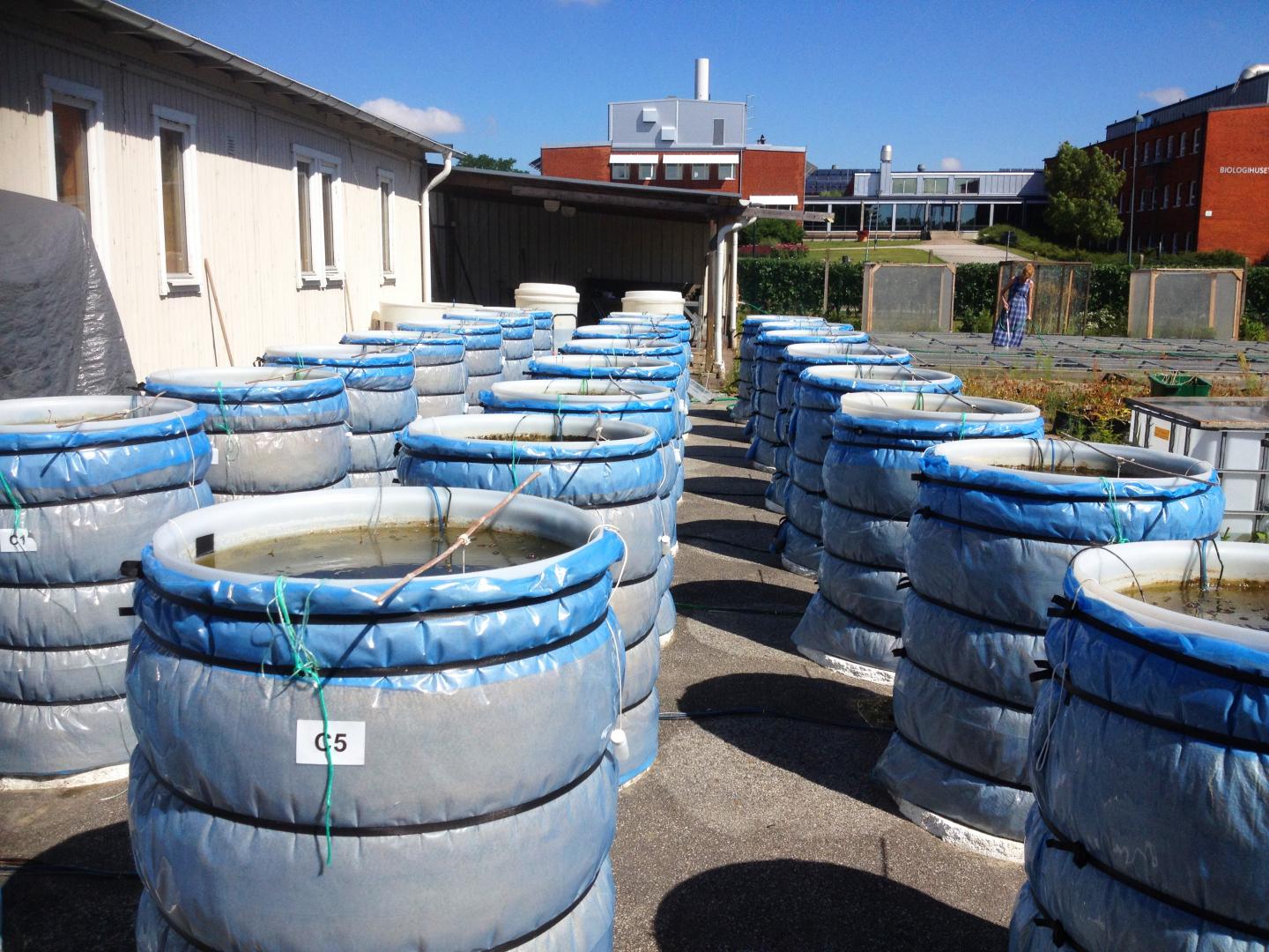Daphnia Gazers Field Experiments