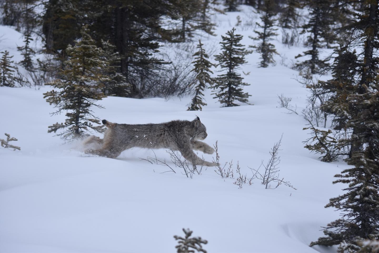 Canada Lynx Running