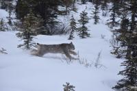 Canada Lynx Running
