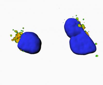 DOR Protein