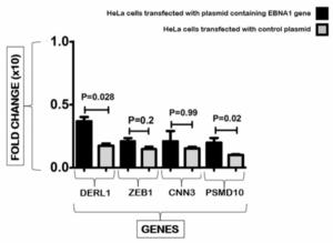 Epstein-Barr virus nuclear antigen 1 upregulates Derlin1 and PSMD10 expression in HeLa cells