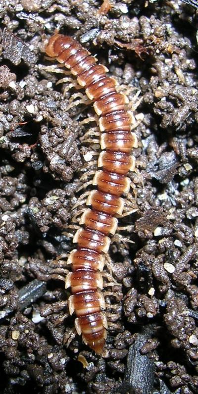 <I>Oxidus gracilis</I>