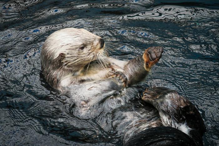 Sea otter