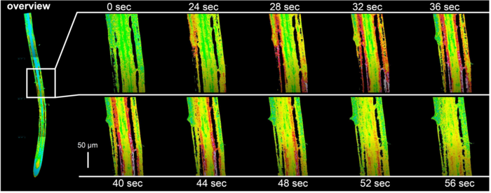 Sodium-sensing niche