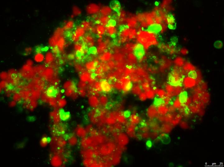 Apoptotic Cells