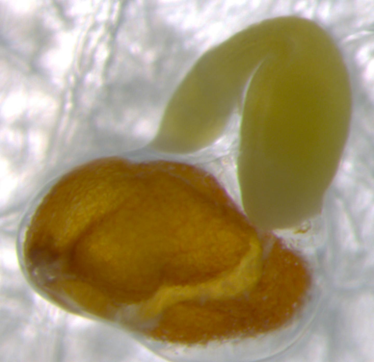 Seed