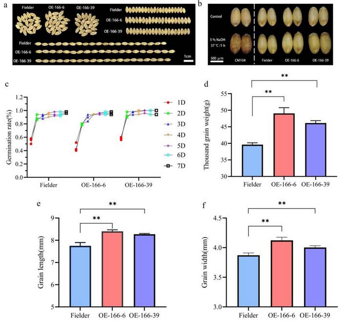 Figure 1. Analysis of wheat grain phenotype and key agronomic traits in the field.
