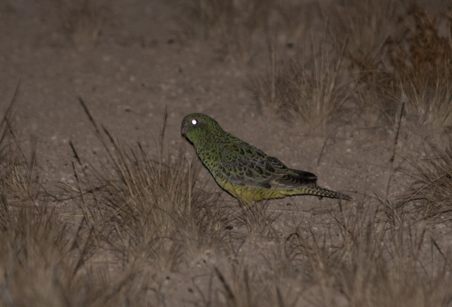 Fellowship Aims to Protect Threatened Australian Night Parrots