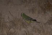 Fellowship Aims to Protect Threatened Australian Night Parrots