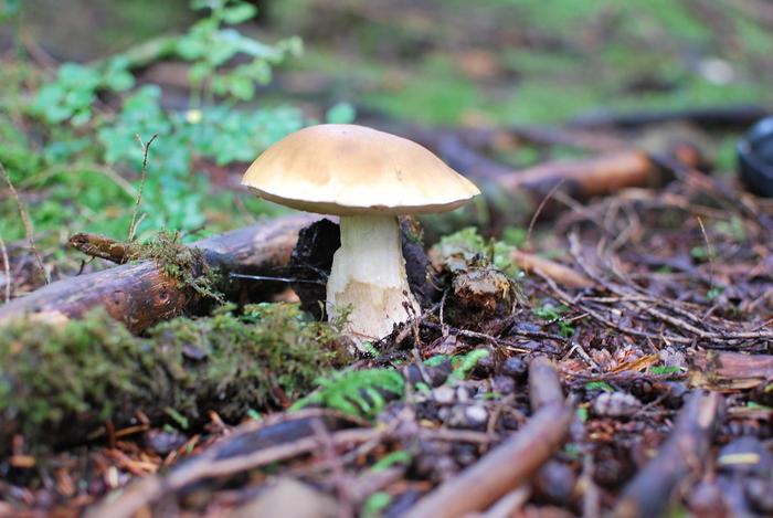 Mushroom