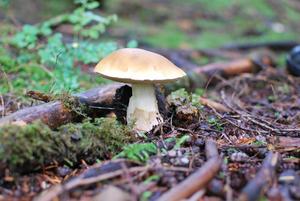 Mushroom