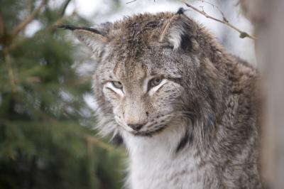 Lynx