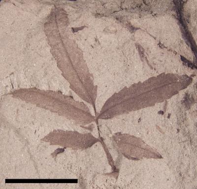 <i>Sapindopsis minutifolia</i>