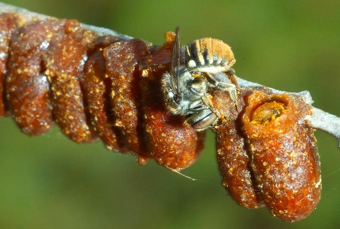 Australian resin pot bee Megachile (Austrochile) tarltoni credit David Pike