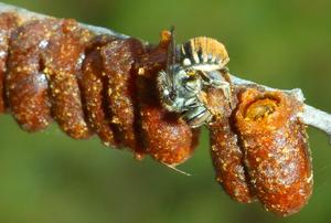 Australian resin pot bee Megachile (Austrochile) tarltoni credit David Pike
