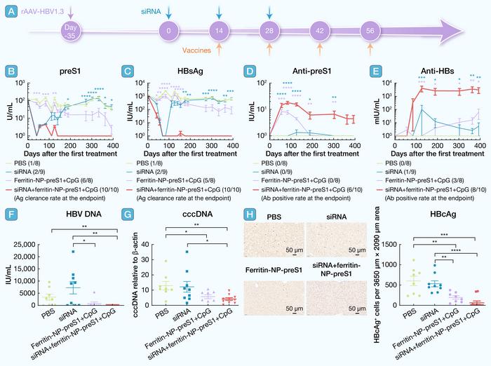 Ferritin-NP-preS1 synergizes with siRNA for sustained seroconversion