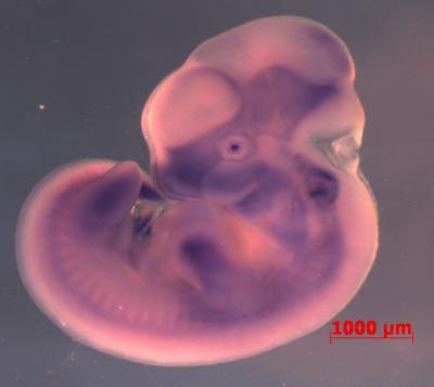 Mouse Embryo