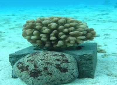 Cushion Seastar