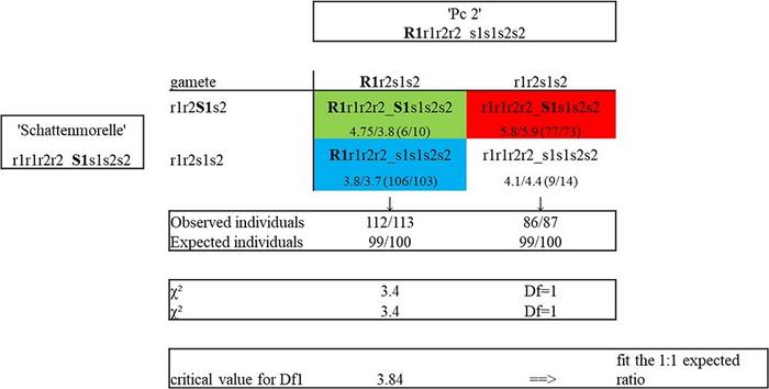 Gene model for CLS resistance and susceptibility in the sour cherry using a 'Schattenmorelle' × 'Pc 2′ biparental population.