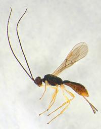 <i>Heterospilus</i> Species (2 of 2)