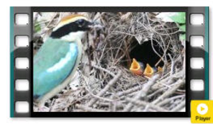 The Fairy Pitta feeding its nestlings