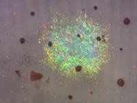 Nerves Innervate Color-Changing Iridophores in Squid Skin