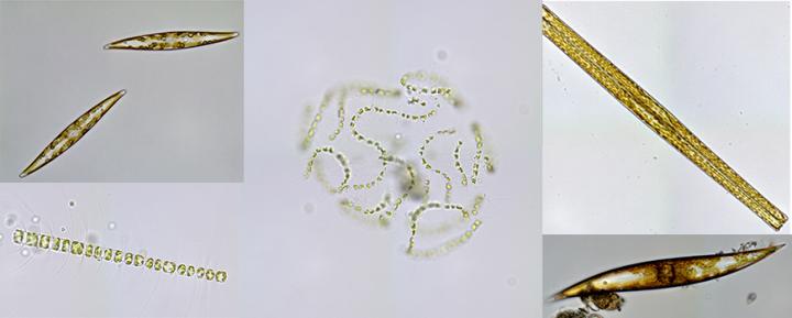 Diatom