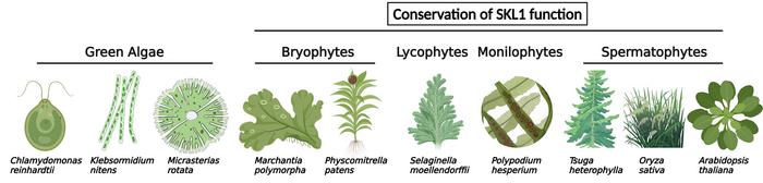 Photosynthetic species conserving SKL1 function