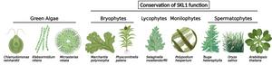 Photosynthetic species conserving SKL1 function
