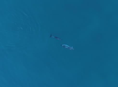 Hooligan Dolphins