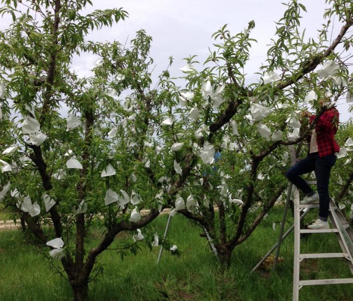 Peach Bagging