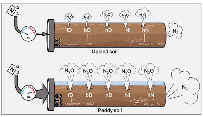 Biochar's contrasting effects on N2O emissions in acidic upland and flooded paddy soils